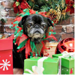 Christmas - Pug - Michaelis Acrylic Cut Outs