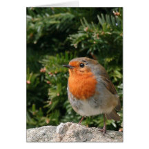 Christmas Robin Greeting Card