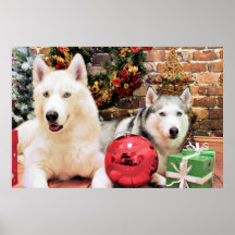 Christmas - Siberian Huskies - Bailey and Katya Poster