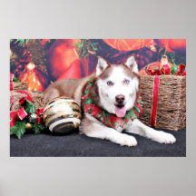 Christmas - Siberian Husky - Buddy Poster