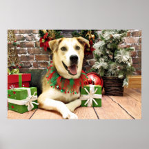 Christmas - Siberian Husky X - Harley Poster