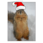 Christmas Squirrel Cards