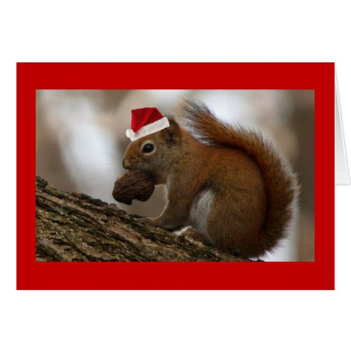 christmas squirrel greeting card