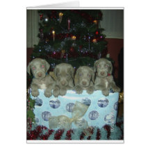 Christmas Weimaraner Puppies Greeting Cards