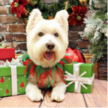Christmas - Westie - Lucky Photo Sculpture