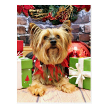 Christmas - Yorkie - Chloe Post Cards