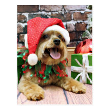 Christmas - Yorkie - Jack Post Card