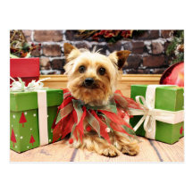 Christmas - Yorkie - Kensey Postcards