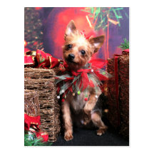 Christmas - Yorkie - Lucy Post Cards