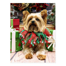 Christmas - Yorkie - Max Post Cards