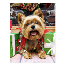 Christmas - Yorkie - Sunny Postcard