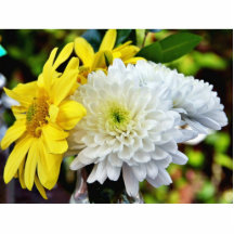 Chrysanthemum Flower Cut Out
