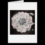 Chrysanthemum cards