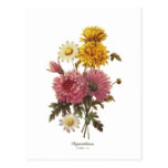 Chrysanthemums Post Cards