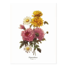 Chrysanthemums Post Cards
