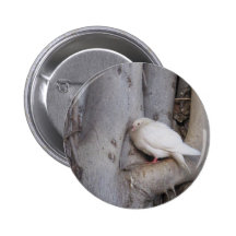 Chubby white dove in tree pinback button