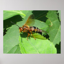 Cicada Killer 2 Print