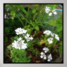 Cilantro Flowers Posters