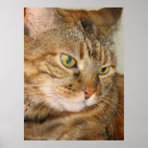 cinnamon the cat posters