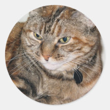 Cinnamon the Cat Round Stickers
