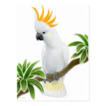 Citron Crested Cockatoo Postcard