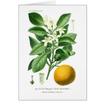 Citrus auranticum (Seville orange) Card