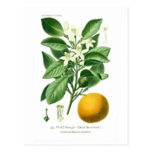 Citrus auranticum (Seville orange) Postcard
