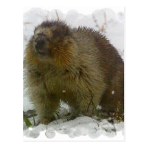 Classic Beavers Postcard