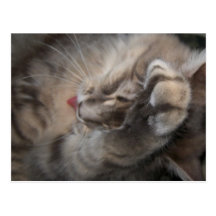 cleaning raisin post cards