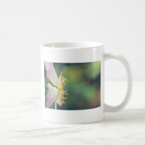 Clematis flower in close up mugs