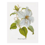 Clematis lanuginosa post cards
