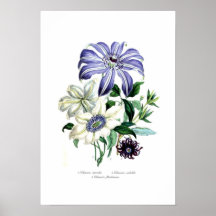 Clematis Posters