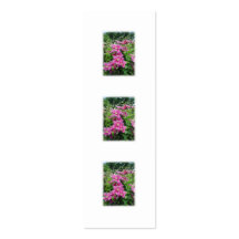 Clematis. Pretty Pink - Purple Flowers. Business Cards