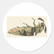 Click Beetle Stickers