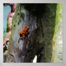 Climbing Red Dart Frog Print