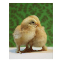 Close Chicks Personalized Announcements