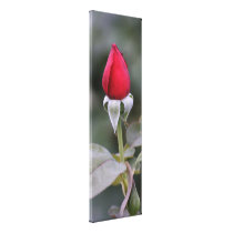Close Red Rosebud canvas prints