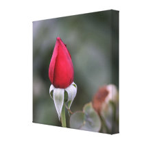 Close Red Rosebud canvas prints