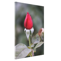 Close Red Rosebud canvas prints