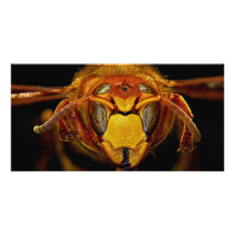 Close Up Head of the European Hornet Vespa Crabro Personalized Photo Card