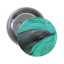 Close up of a majestic dolphin. pinback button