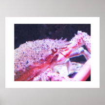 Close up of a Spider crab Posters