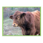 Close-Up Of Brown Hairy Cow In A Wide Meadow Postcards