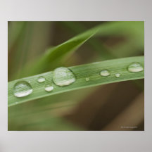 Close up of wet tropical leaf 4 print