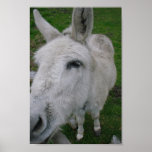 Close Up Of White Mule Posters
