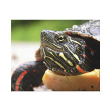 Close-up Turtle Stretched Canvas Print