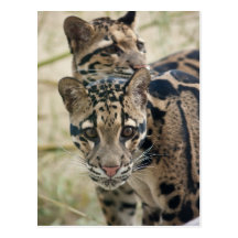 Clouded leopards postcard