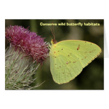 Cloudless Sulphur butterfly, blank greeting card 