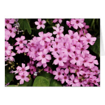 Clover flowers - Card