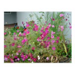 Cluster of cosmos flowers post cards